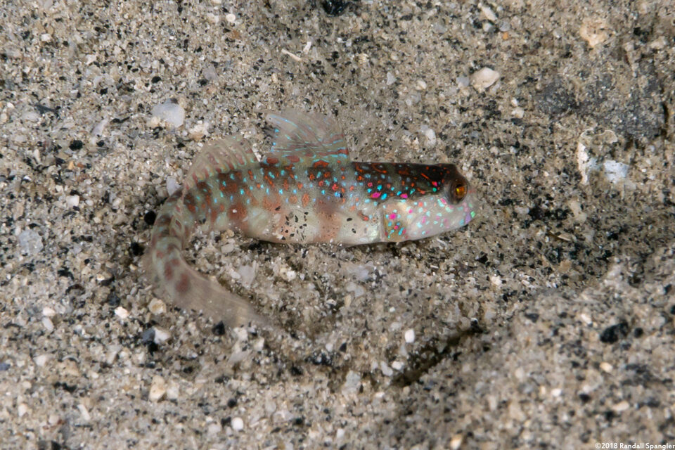 Cryptocentrus caeruleomaculatus (Blue-Speckled Shrimpgoby)