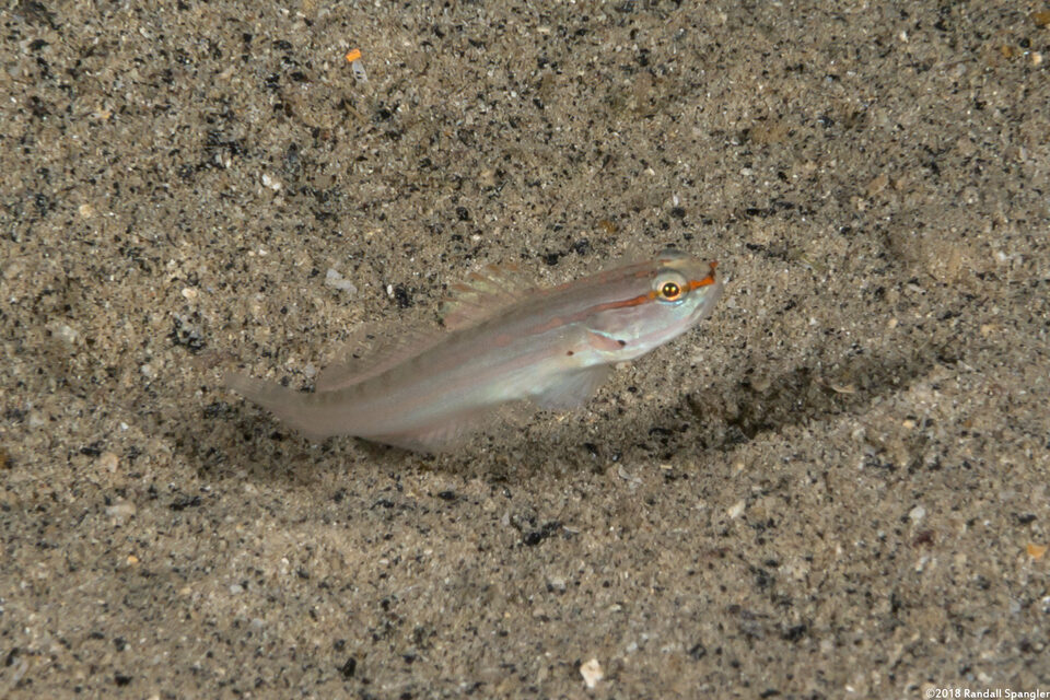 Amblygobius nocturnus (Nocturne Goby)