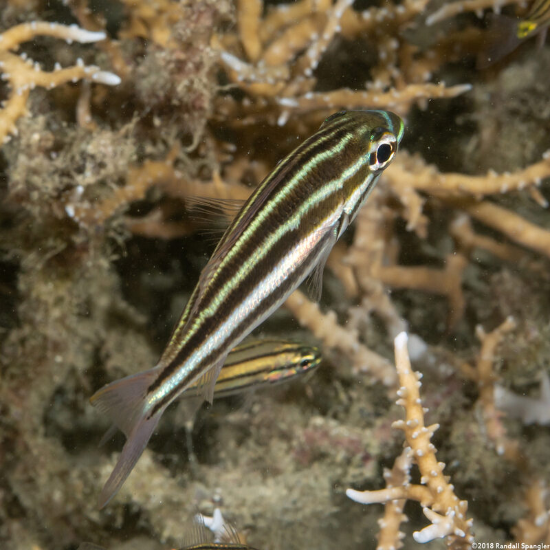 Ostorhinchus taeniophorus (Reef-Flat Cardinalfish)
