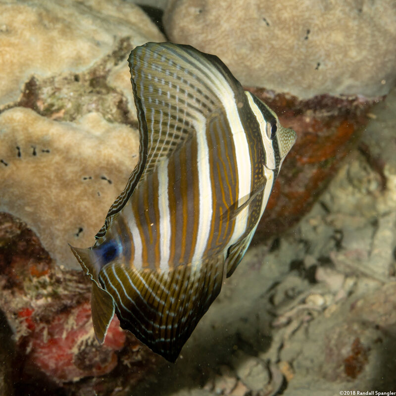 Zebrasoma veliferum (Pacific Sailfin Tang)