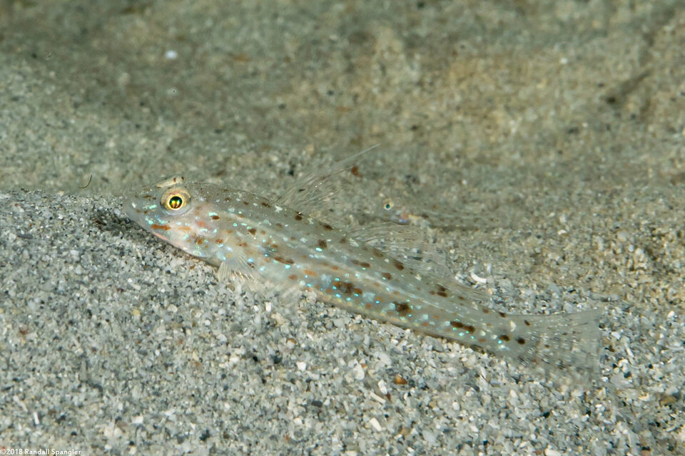 Favonigobius reichei (Threadfin Sandgoby)