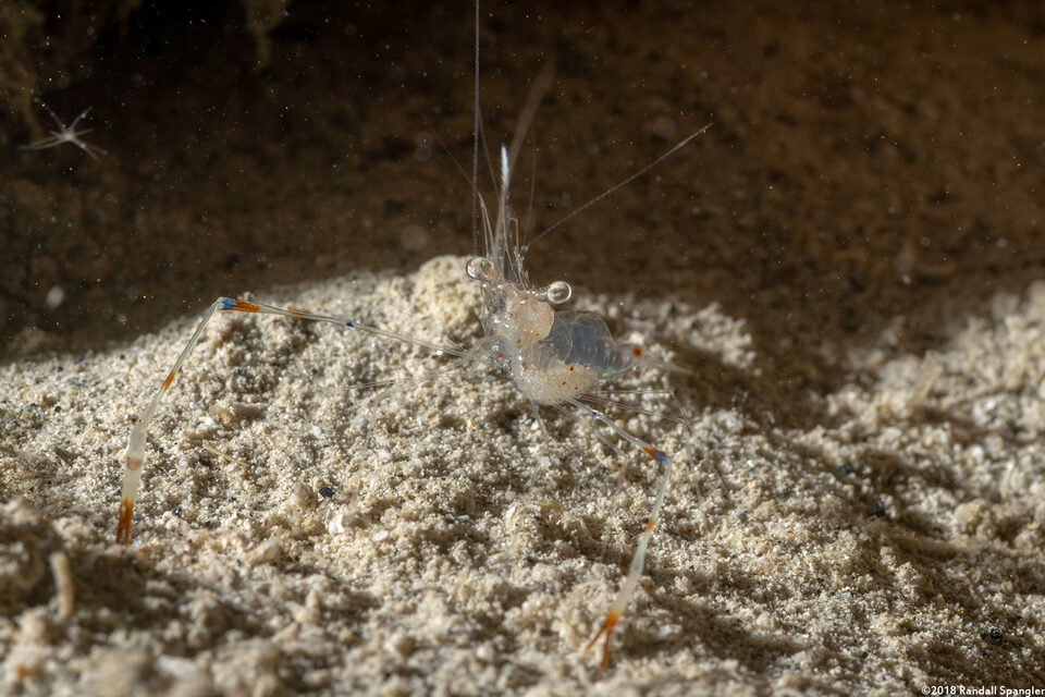 Cuapetes tenuipes (Glass Shrimp)