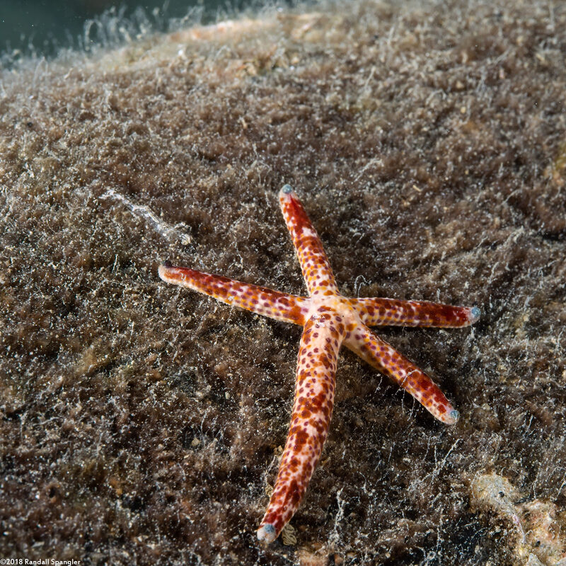 Linckia multifora (Multipore Sea Star)