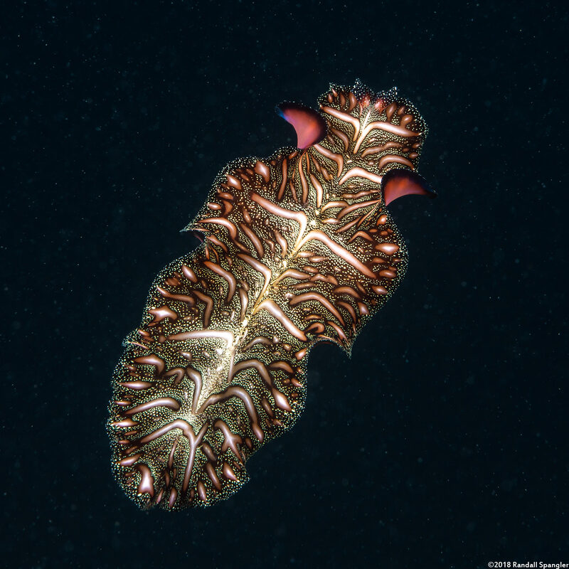 Pseudobiceros bedfordi (Persian Carpet Flatworm)