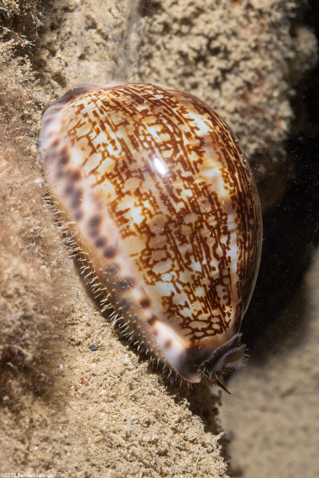 Erronea caurica (Thick-Edged Cowry)