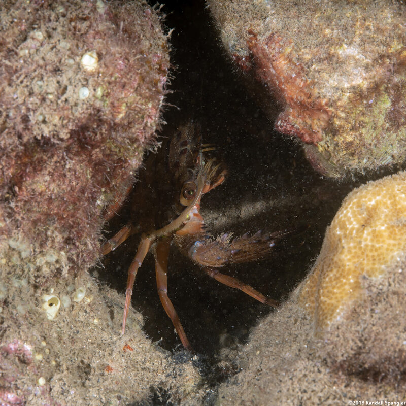 Charybdis sp.1 (Swimming Crab)