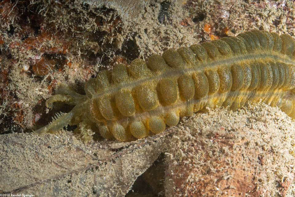 Euapta sp.1 (Euapta sp.1)