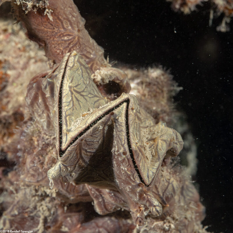 Lopha cristagalli (Cock's Comb Oyster)