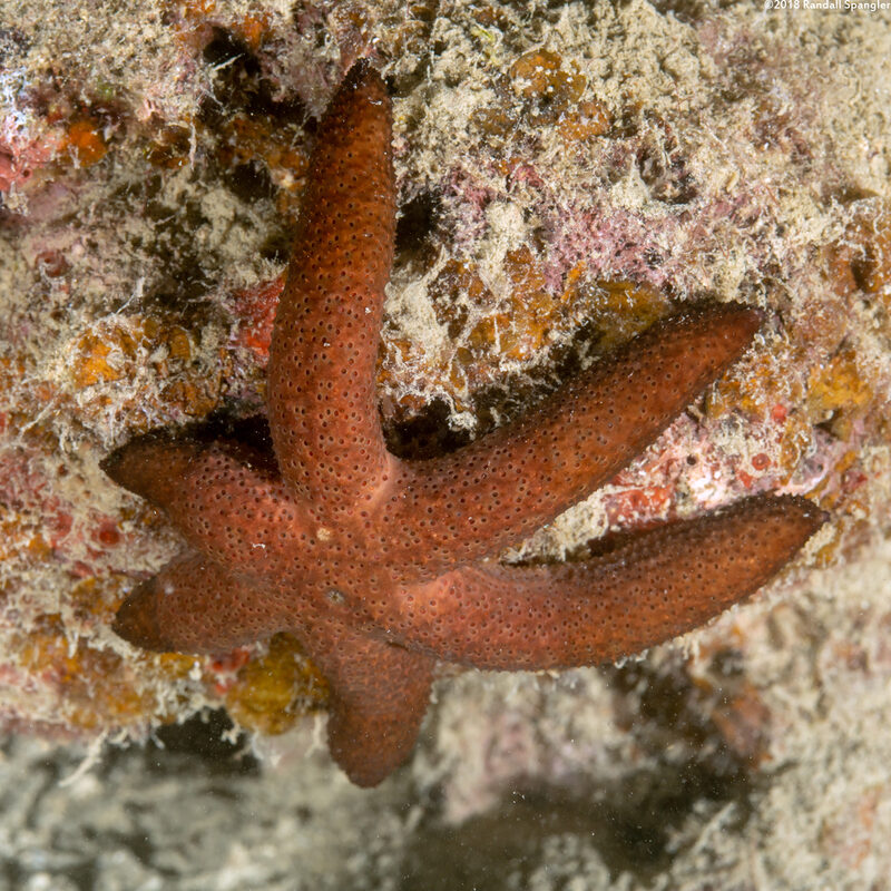 Echinaster luzonicus (Luzon Sea Star)