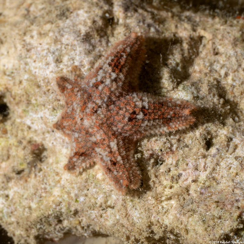 Aquilonastra anomala (Dwarf Star)