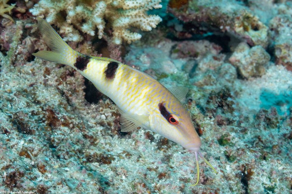 Parupeneus multifasciatus (Manybar Goatfish)