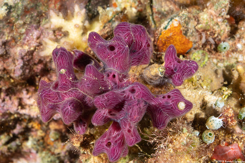 Chalinula nematifera (Coral Killing Sponge)