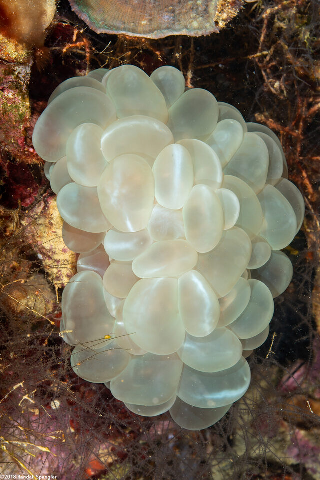 Plerogyra sinuosa (Pearl Bubble Coral)