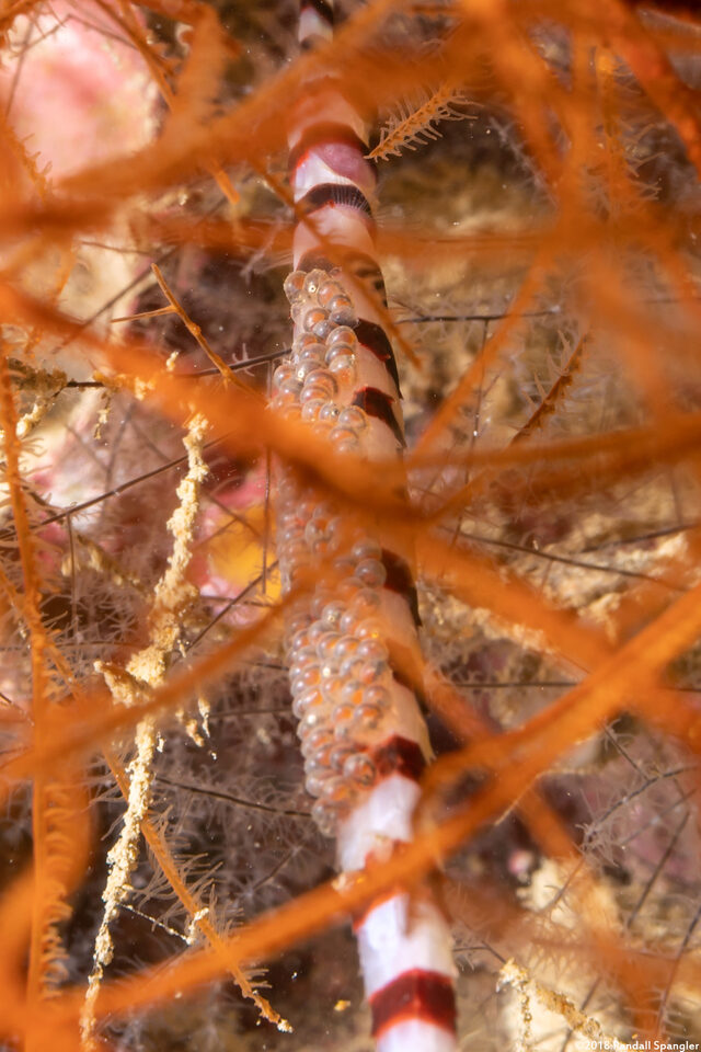 Dunckerocampus dactyliophorus (Ringed Pipefish)