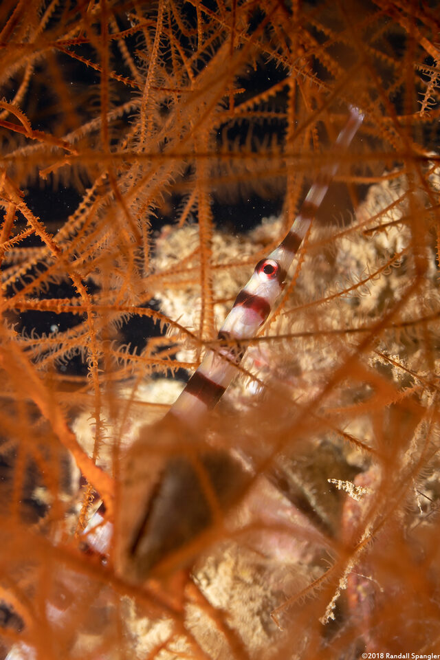 Dunckerocampus dactyliophorus (Ringed Pipefish)