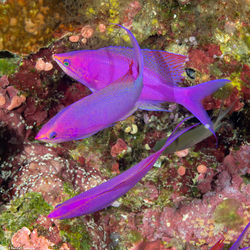 Pseudanthias pascalus (Purple Queen)
