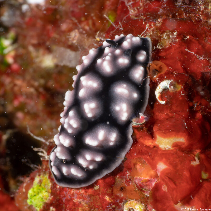 Phyllidiella pustulosa (Pustulose Phyllidia)