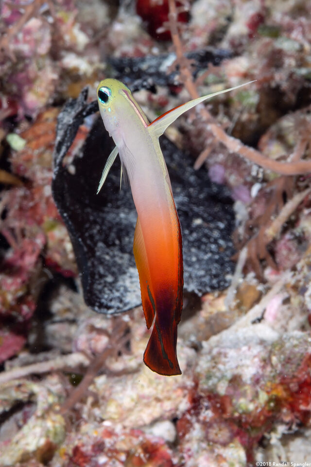 Nemateleotris magnifica (Fire Dartfish)