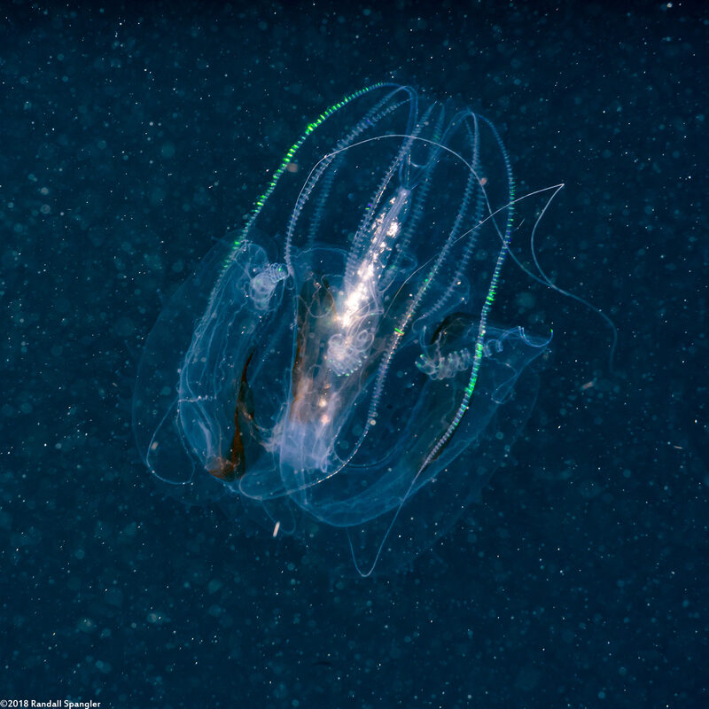 Bolinopsis sp.1 (Bolinopsis sp.1)