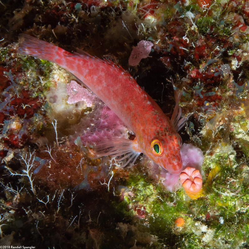 Cirrhitichthys oxycephalus (Pixy Hawkfish)