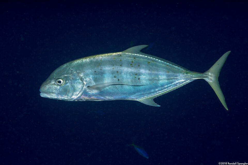 Carangoides fulvoguttatus (Gold-Spotted Trevally)