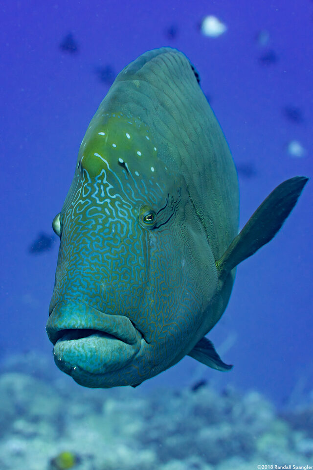 Cheilinus undulatus (Humphead Wrasse)