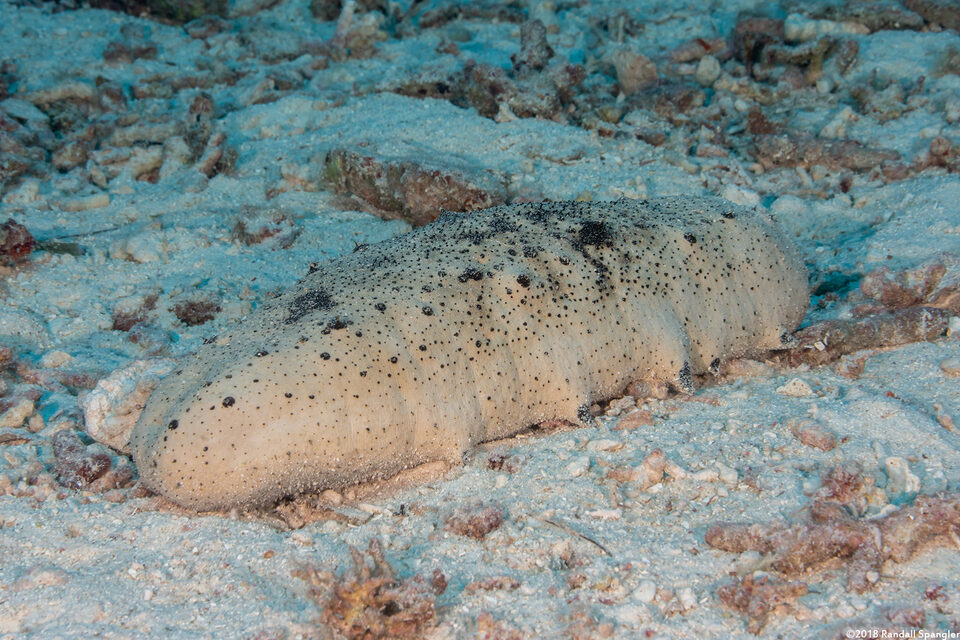 Holothuria fuscogilva (White Teatfish Sea Cucumber)