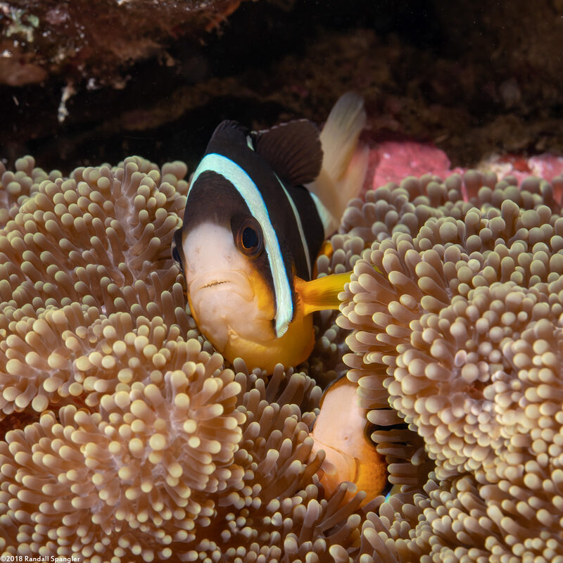 Amphiprion clarkii (Clark's Anemonefish)
