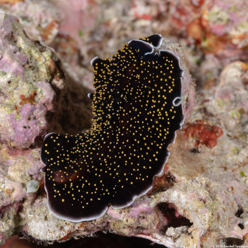 Thysanozoon nigropapillosum (Thysanozoon Nigropapillosum)