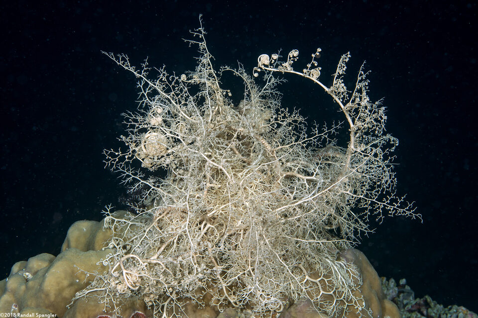 Astroboa nuda (Giant Basket Star)
