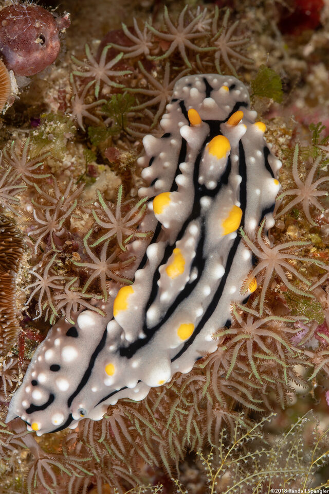 Phyllidia elegans (Elegant Phyllidia)