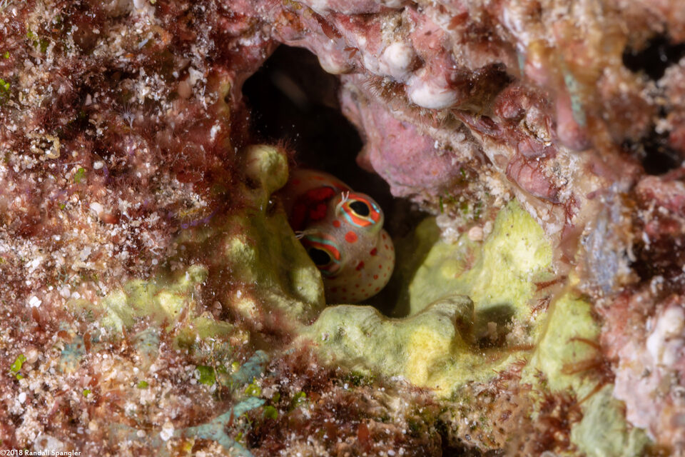 Blenniella chrysospilos (Redspotted Blenny)
