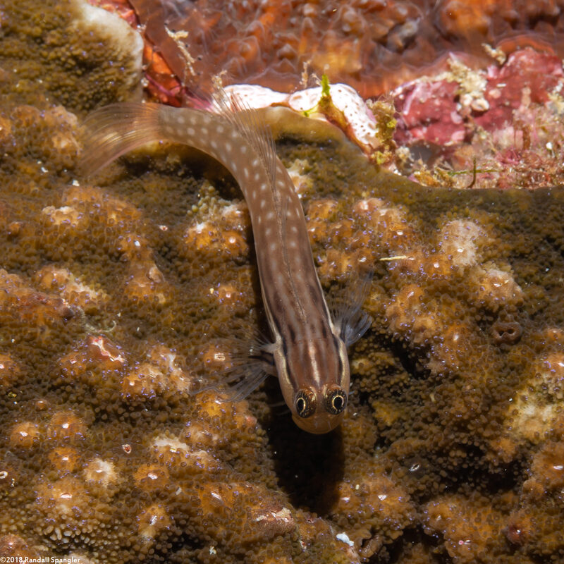 Ecsenius yaeyamaensis (Yaeyama Coralblenny)