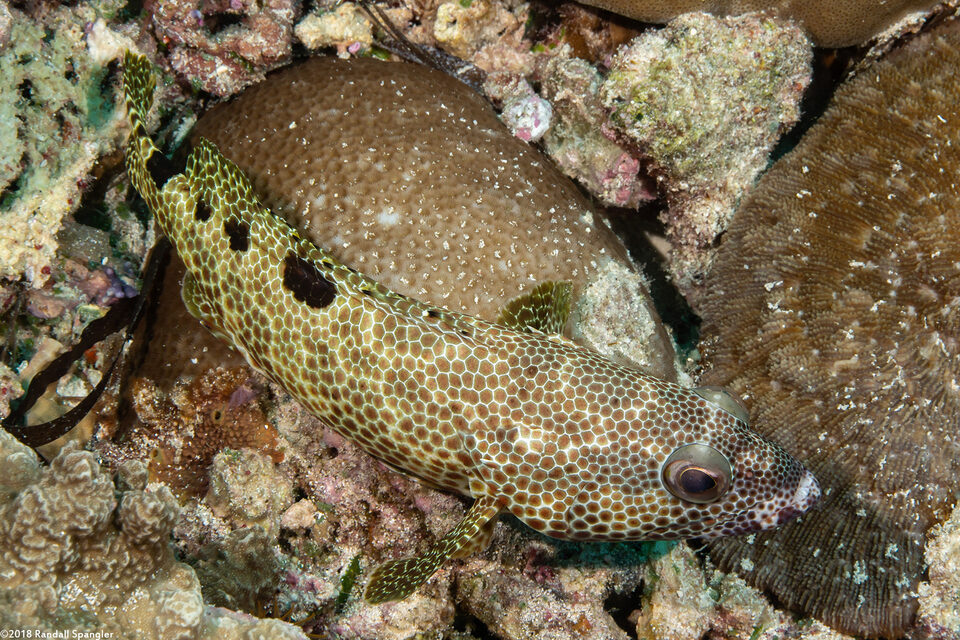 Epinephelus spilotoceps (Foursaddle Grouper)