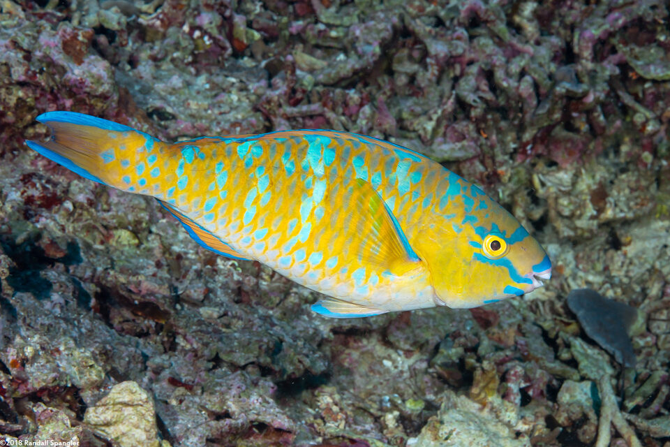 Scarus ghobban (Bluebarred Parrotfish)