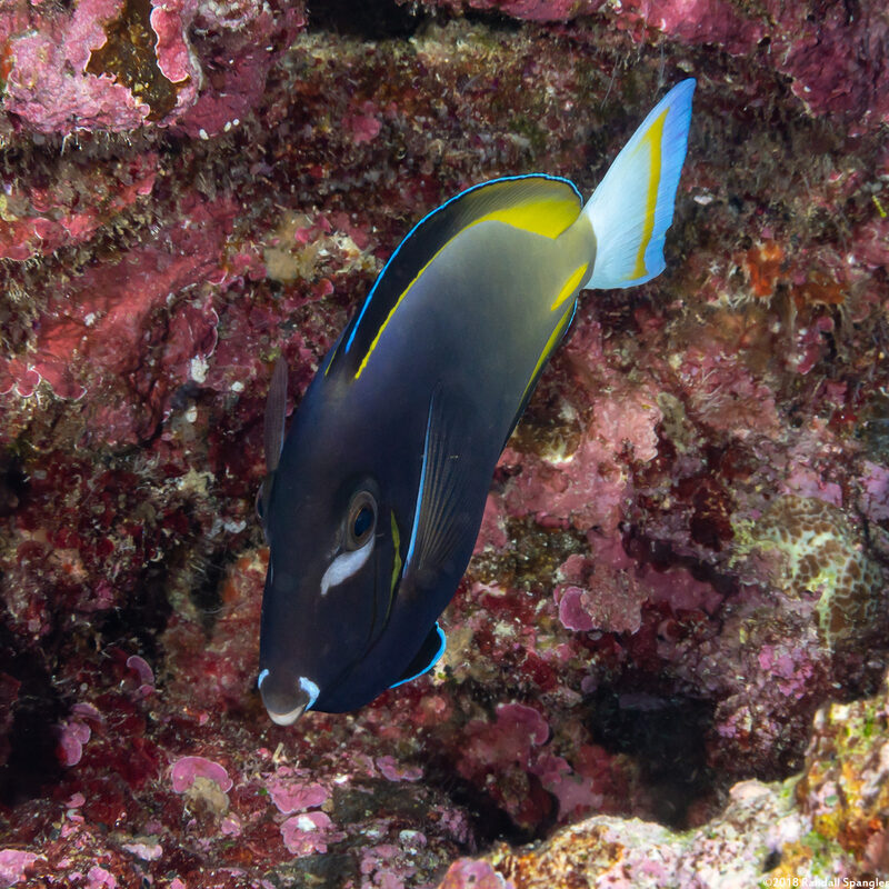 Acanthurus nigricans (Whitecheek Surgeonfish)