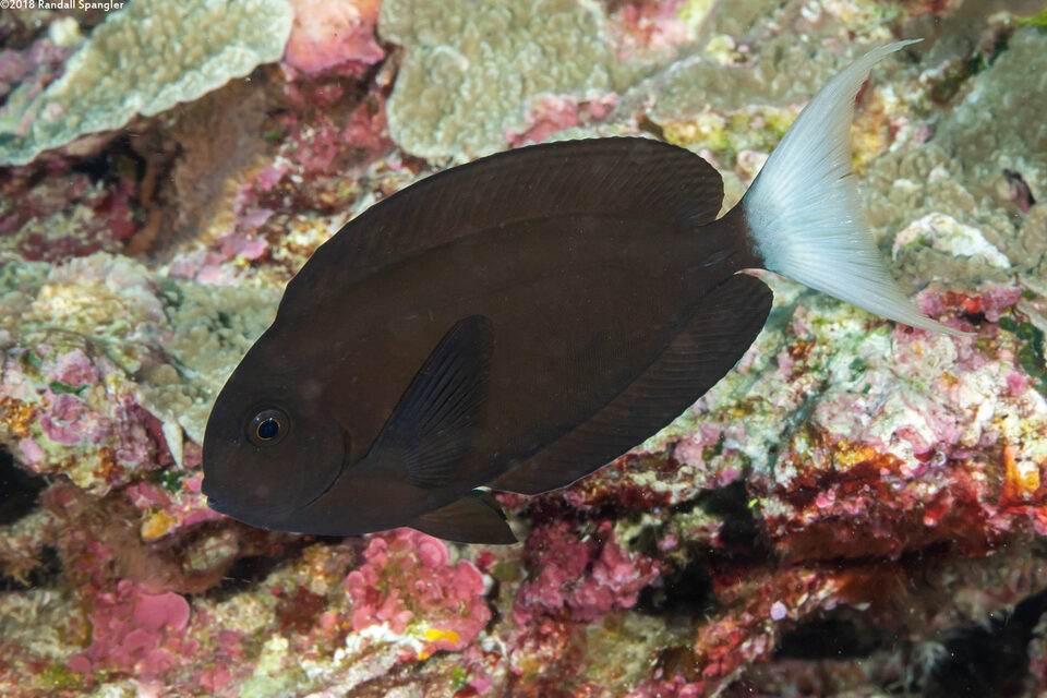 Acanthurus thompsoni (Whitetail Surgeonfish)