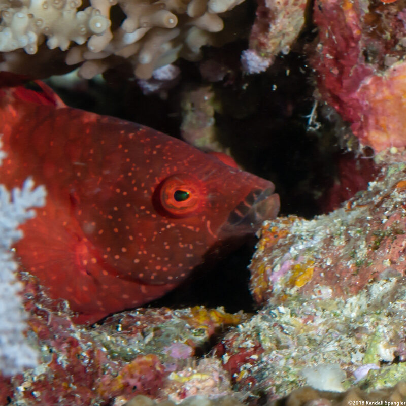Cheilinus oxycephalus (Snooty Wrasse)