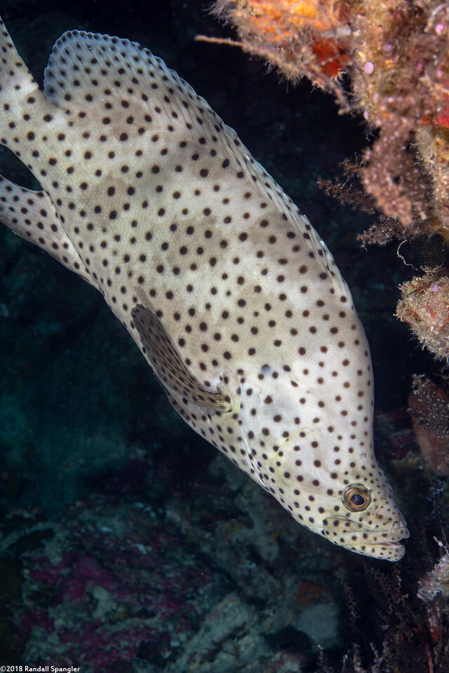 Cromileptes altivelis (Barramundi)