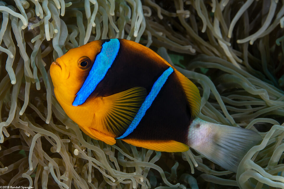 Amphiprion chrysopterus (Orangefin Anemonefish)