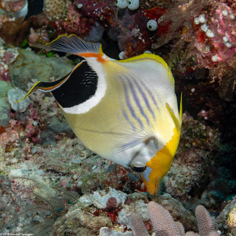 Chaetodon ephippium (Saddled Butterflyfish)