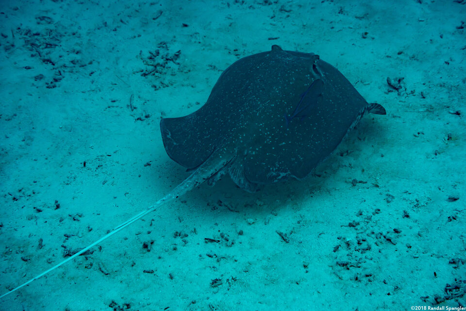 Urogymnus granulatus (Whitetail Stingray)