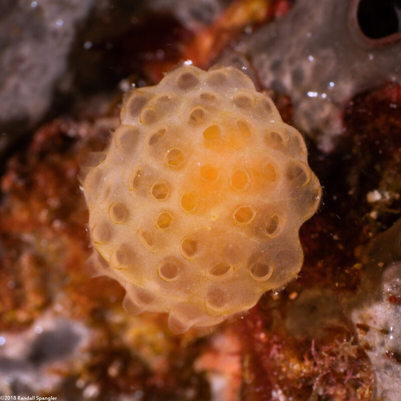 Pseudodistoma megalarva (Stalked Tunicate)