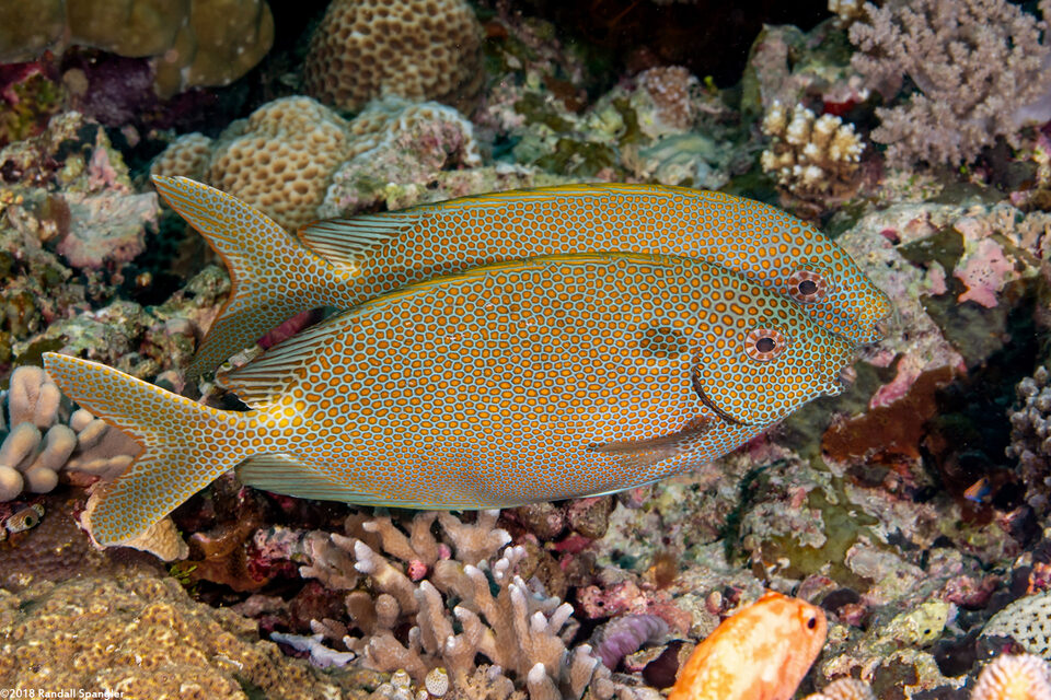 Siganus punctatus (Gold-Spotted Rabbitfish)
