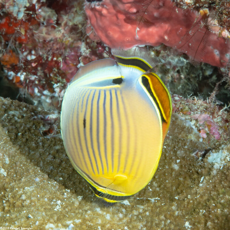 Chaetodon lunulatus (Redfin Butterflyfish)