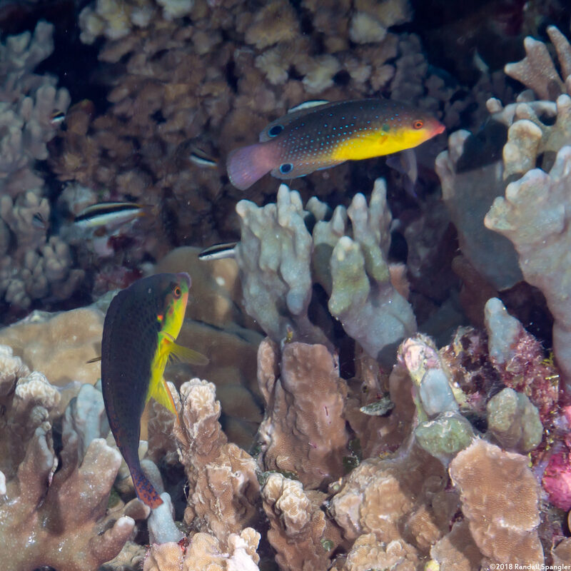 Anampses twistii (Yellow-Breasted Wrasse)