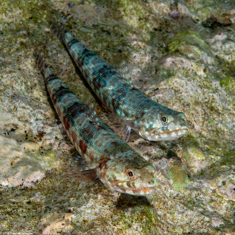 Synodus variegatus (Reef Lizardfish)