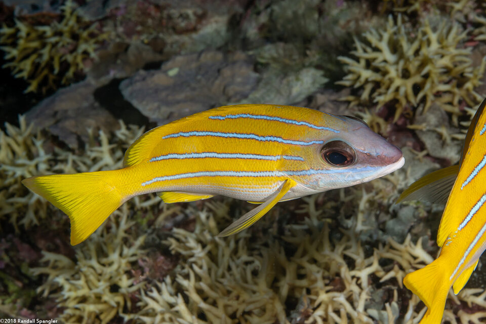 Lutjanus kasmira (Bluestripe Snapper)
