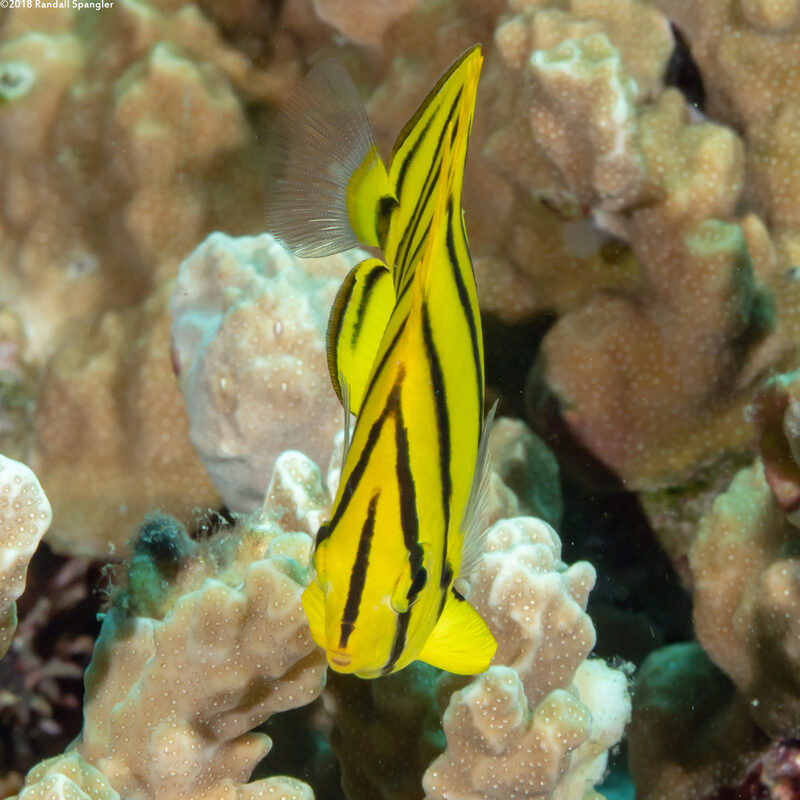 Chaetodon octofasciatus (Eight-Banded Butterflyfish)