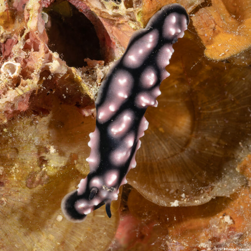 Phyllidiella pustulosa (Pustulose Phyllidia)
